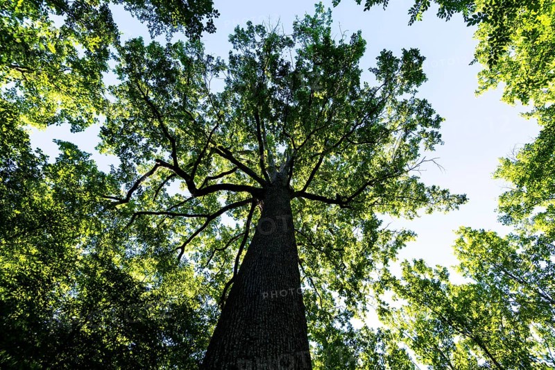 Forest of Troncais. Stebbing II remarkable oak tree, 36m high, 5m90 in circumference, about 390 years old. Allier department. Auvergne Rhone Alpes. France