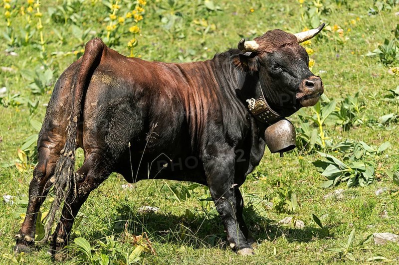 Eringer calf with cowbell on a mountain pasture Odonne near Ovronnaz, Valais, Switzerland, Herens calf, a breed of cattle named after the Val d'Hérens region of Switzerland, on an alpine pasture above Ovronnaz station, Valais, Switzerland, Europe