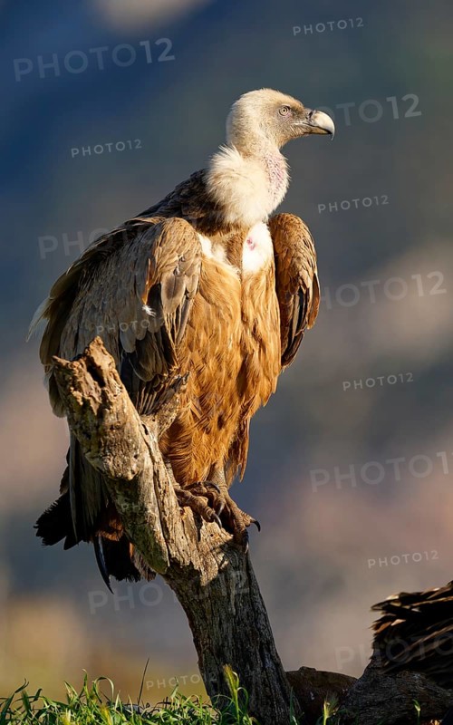 Griffon vulture (Gyps fulvus), portrait, Pyrenees, Catalonia, Spain, Europe