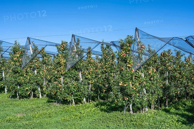 Apple orchard with apples ripe for harvesting and hail protection net, Bodman-Ludwigshafen, Constance district, Baden-Württemberg, Germany, Europe