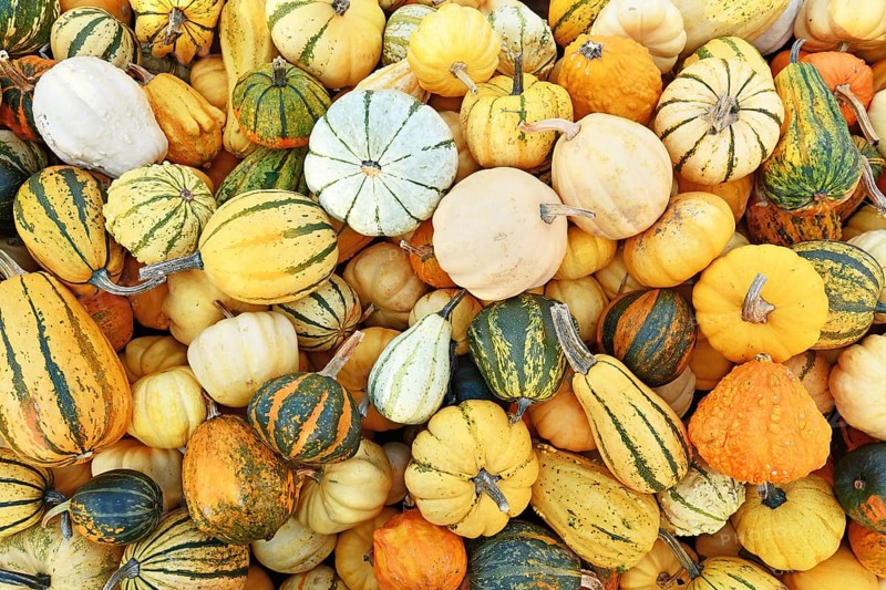 Top view of m different ornamental gourds and pumpkins