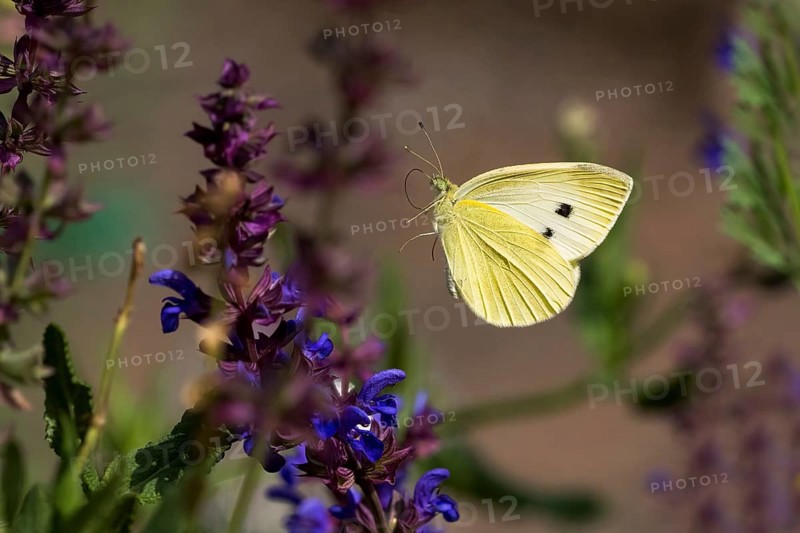 Cabbage butterfly (Pieris brassicae) flies to flower of meadow clary (Salvia pratensis), Hesse, Germany, Europe