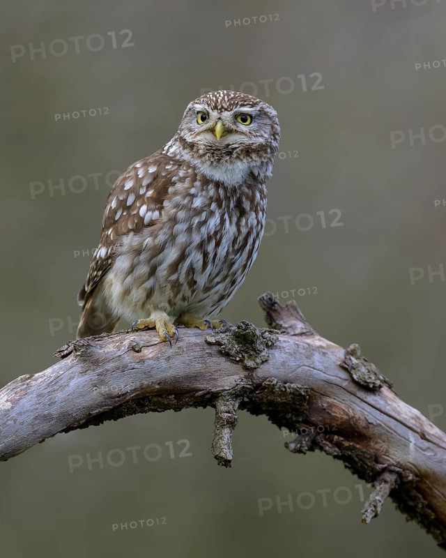 Little Owl (Athene noctua), calling male on dead apple tree branch, Biosphere Reserve, Swabian Alb, Baden-Württemberg, Germany, Europe