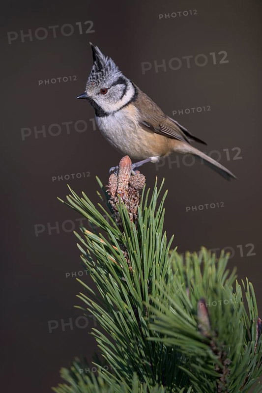Crested Tit (Lophophanes cristatus), on mountain pine, Biosphere Reserve, Swabian Alb, Baden-Württemberg, Germany, Europe