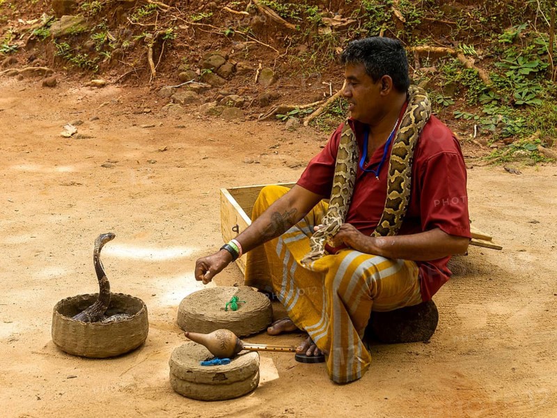 Snake charmer with cobra in basket and constrictor snake around neck, Sri Lanka, Asia