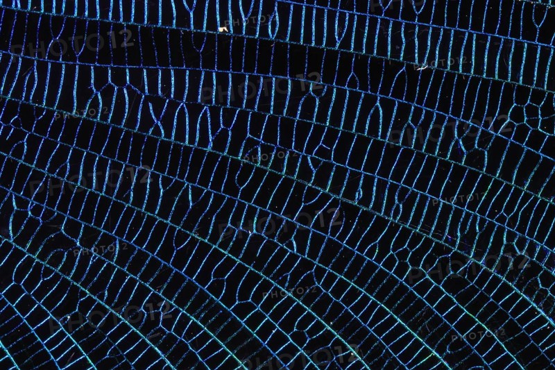 Detail of the wing veining of a beautiful demoiselle (Calopteryx virgo), extreme macro, blue structures and patterns, Isental, Bavaria, Dorfen