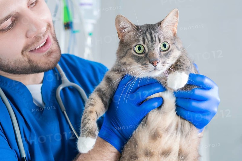 Male surgeon examines a fat cat. Veterinary and pet care concept.