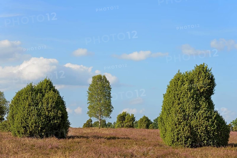 Heath landscape, typical vegetation, solitary tree birch (Betula) and juniper (Juniperus communis) in the flowering common heather (Calluna Vulgaris), blue cloudy sky, Südheide nature park Park, Lüneburg Heath, Lower Saxony, Germany, Europe
