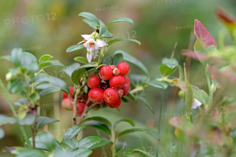 Lingonberry (Vaccinium vitis-idaea), wild dwarf shrub with flowers and red fruits, Südheide nature park Park, Lüneburg Heath, Lower Saxony, Germany, Europe