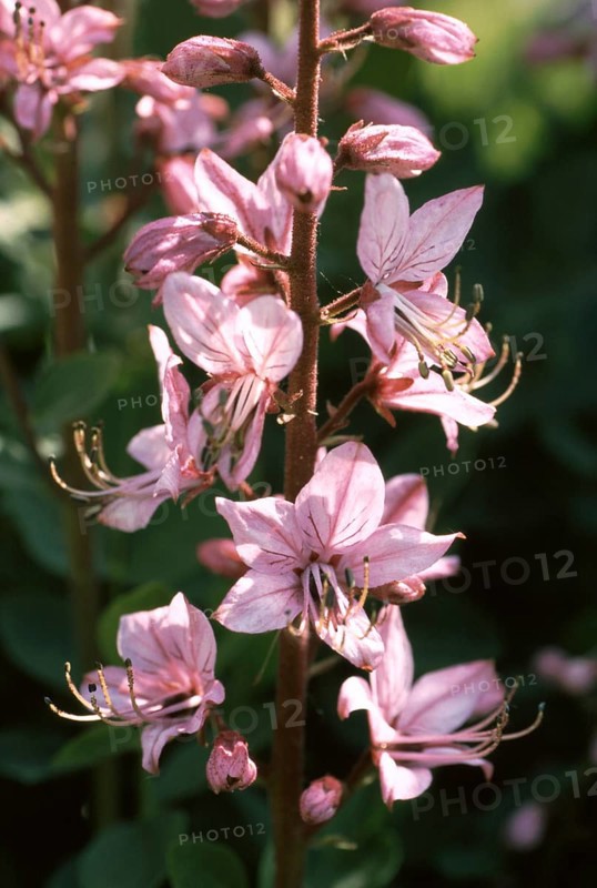 Diptam, also known as Ashwort or dittany (Dictamnus albus), regarded as a medicinal plant in antiquity and the Middle Ages