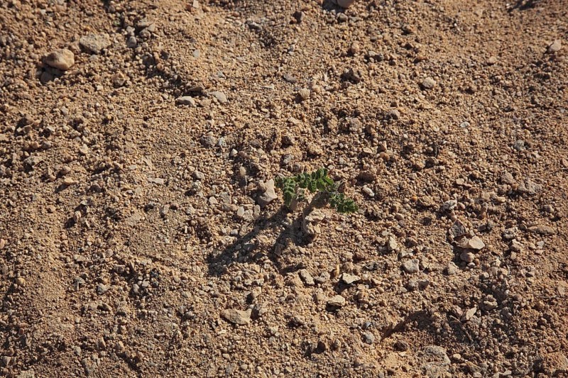 Incense tree seedling, Wadi Dawqah, incense tree crops, UNESCO World Heritage Site, frankincense (Boswellia Sacra) Carterii, near Salalah, Oman, Asia