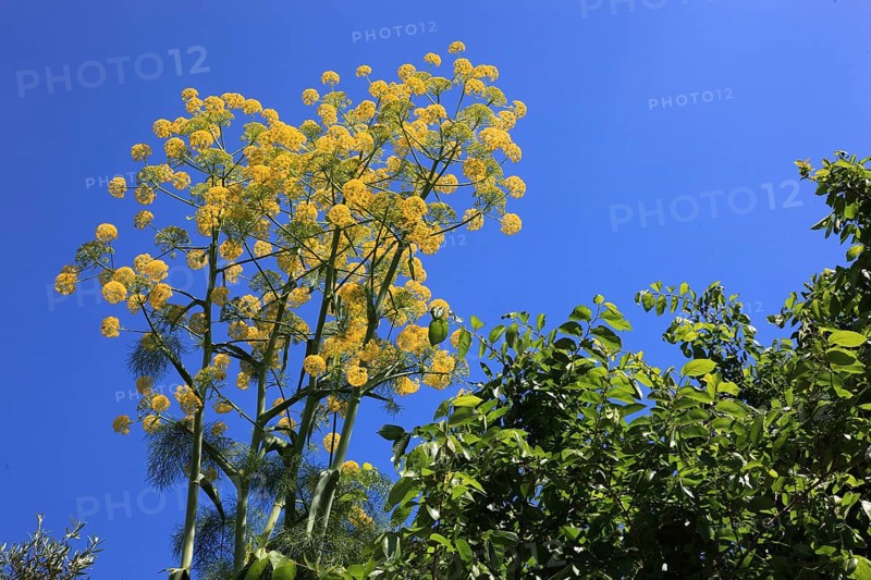 Giant blue fennel, also known as giant fennel (Ferula communis), Sicily, Italy, Europe