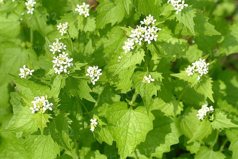 Garlic rue, garlic rue, medicinal plant, seasoning plant, spice, herb, wild plant, medicinal use, Allaria officinalis, Alliaria comune