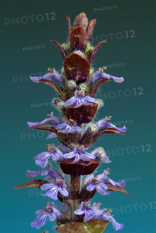 Blue bugles (Ajuga reptans), also known as guilder's goutweed, medicinal plant, infusion of dried flowering parts of the creeping goutweed is said to help against rheumatism, stomach ulcers, angina and diarrhoea when drunk