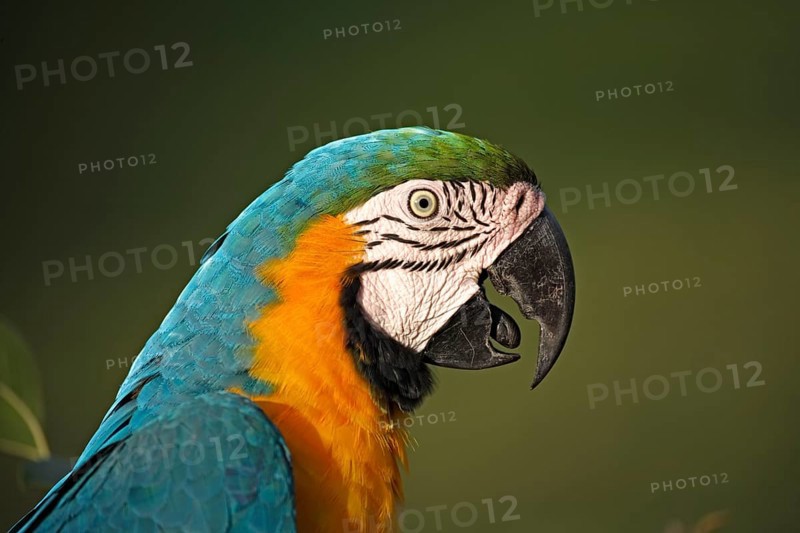 Blue-and-Yellow Macaw (Ara ararauna), Pantanal, Brazil, side, profile, South America