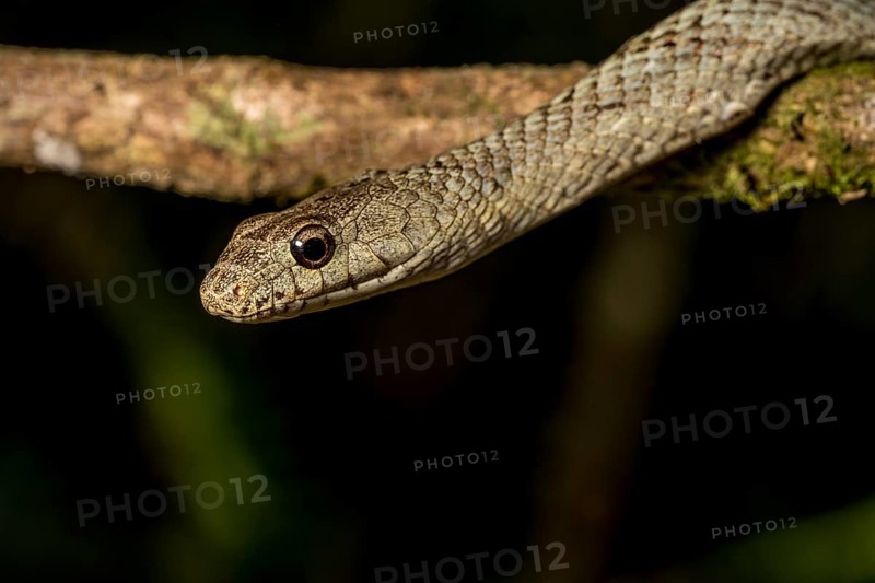 Poison snake (Ithycyphus miniatus), Marojejy National Park, Madagascar, Africa