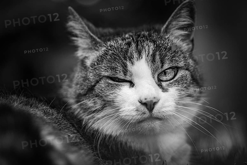 European shorthaired felidae (Felis catus), mackerel coat, looking at the camera, Lower Austria, Austria, Europe