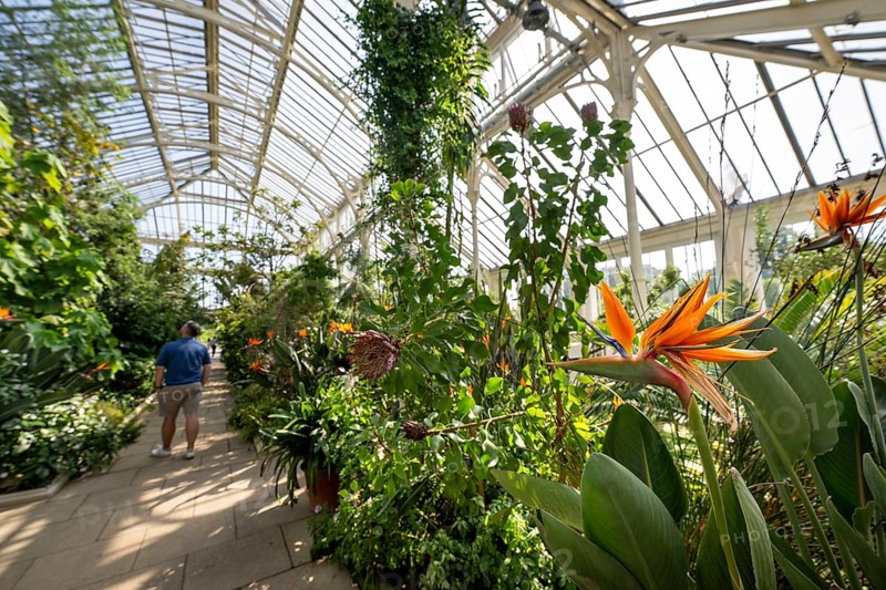Strelitzia (Strelizia), Temperate House, largest Victorian greenhouse in the world, Royal Botanic Gardens (Kew Gardens), UNESCO World Heritage Site, Kew, Greater London, England, United Kingdom, Europe