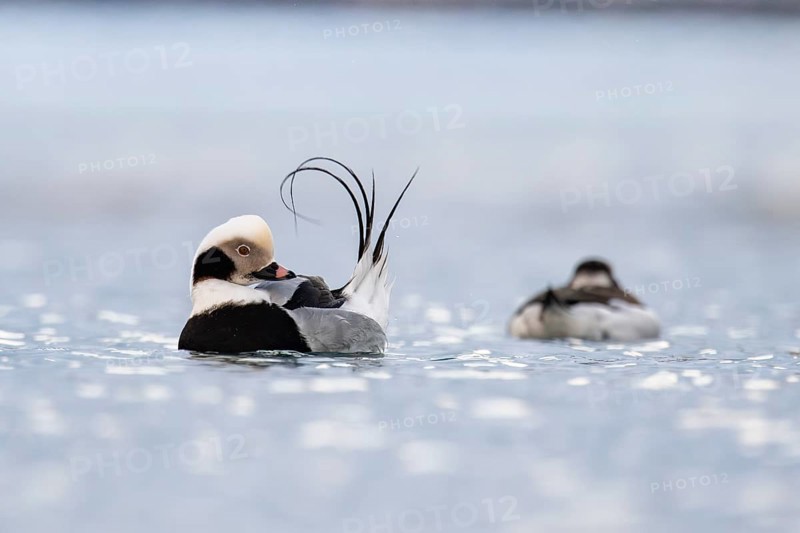 Long-tailed duck (Clangula hyemalis), male in splendour plumage during plumage care, Batsfjord, Båtsfjord, Varanger Peninsula, Finnmark, Northern Norway, Norway, Europe