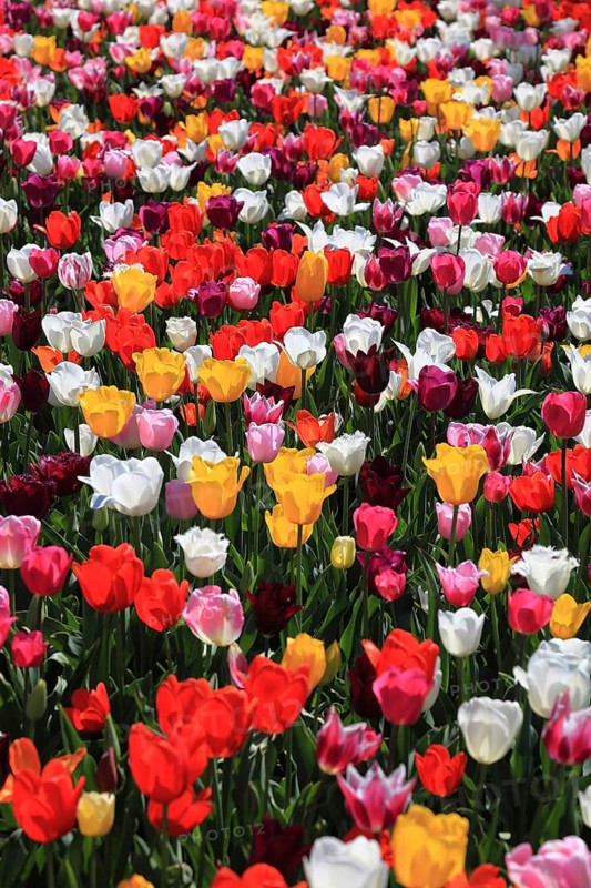 Many colourful tulips in one area