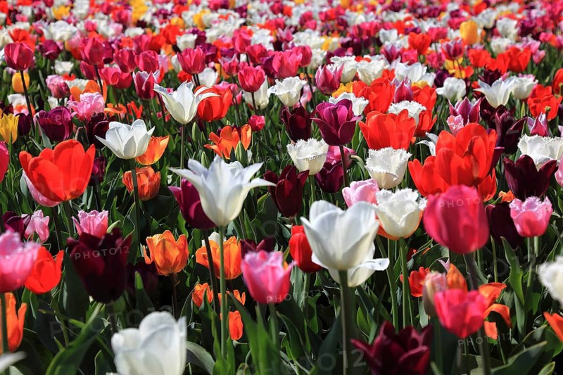 Many colourful tulips in one area