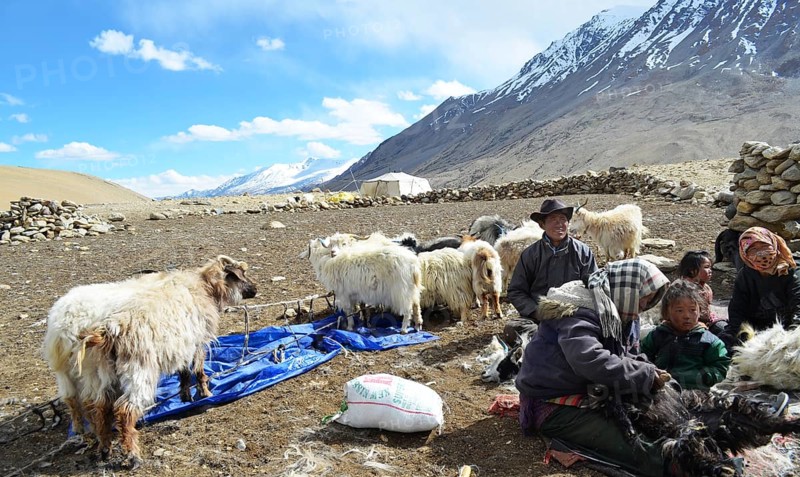 Pashmina goats