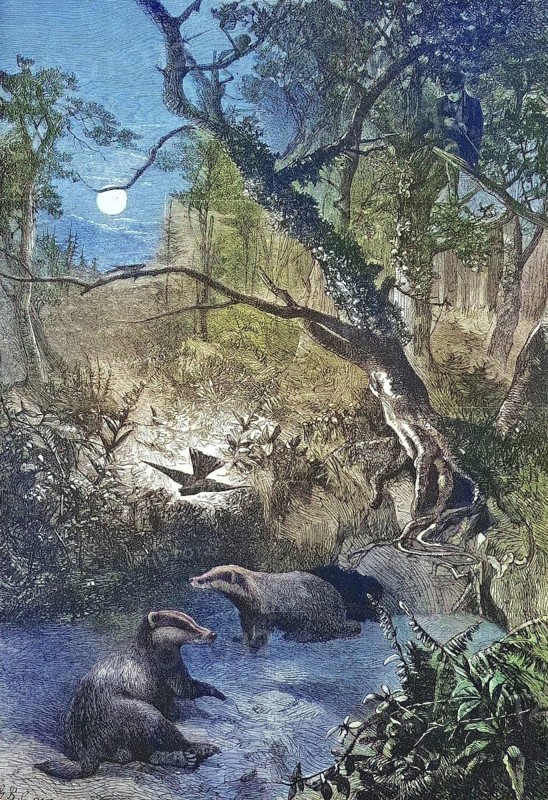 European badgers (Meles meles), European badger, in front of their burrow in the forest at night, 1869, Germany, Historic, digitally restored reproduction of an original 19th century artwork, exact original date unknown, Europe