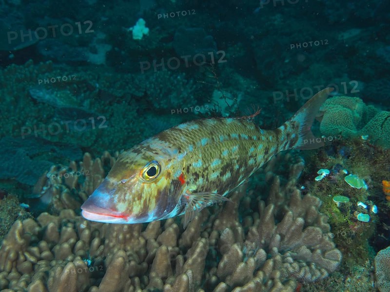 Cheek patch snapper (Lethrinus rubrioperculatus), dive site Sodwana Bay National Park, Maputaland Marine Reserve, KwaZulu Natal, South Africa, Africa