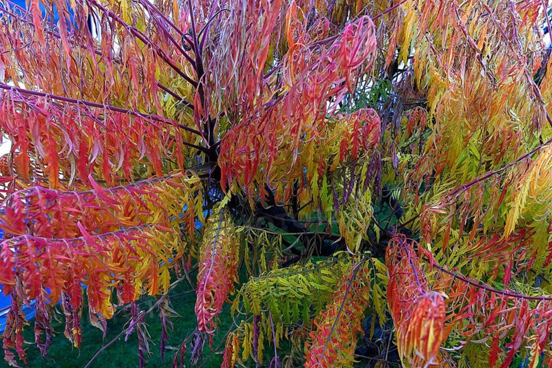 Staghorn sumac (Rhus typhina), in autumn colouring Bavaria, Germany, Europe