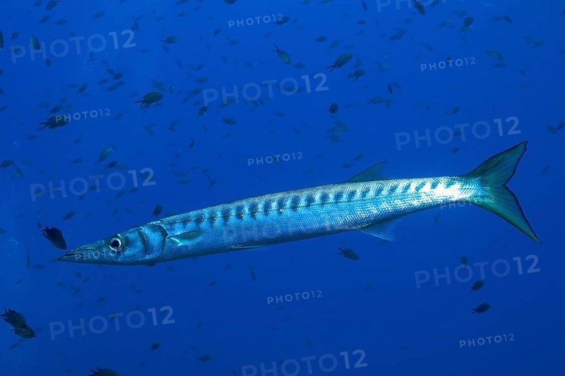 Barracuda (Sphyraena sphyraena) in the Mediterranean Sea near Hyères. Dive site Giens Peninsula, Côte dAzur, France, Europe