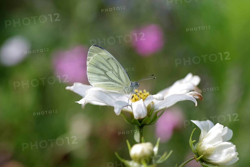 Green-veined white (Pieris napi), butterfly, butterfly, insect, wing, flower, blossom, The rape white butterfly sits with closed wings on a white blossom. Close-up of a resting butterfly on a flower