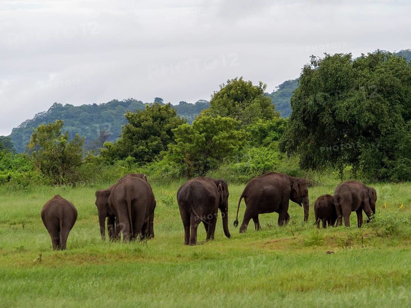 Herd of elephants (Elephas maximus maximus) Minneriya National Park, Sri Lanka, Asia