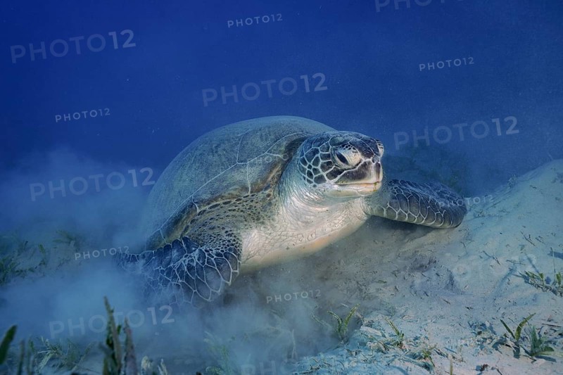 Green turtle (Chelonia mydas) lying on the bottom, stirring up sand, dive site Marsa Shona Reef, Egypt, Red Sea, Africa