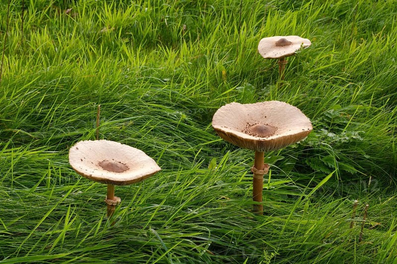 Three giant umbrellas in a meadow, parasol mushroom (Macrolepiota procera), mushroom, Emsland, Lower Saxony, Germany, Europe