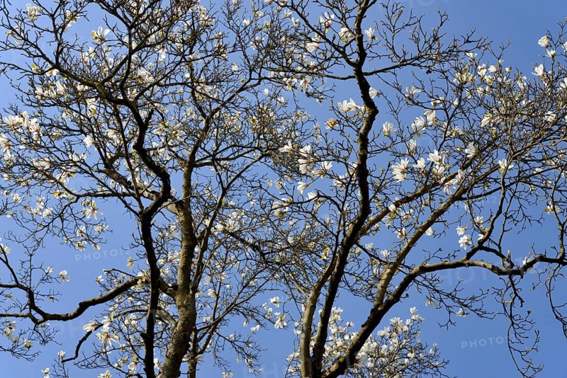 Magnolias (Magnolia), view into the treetops at flowering time, blue sky, North Rhine-Westphalia, Germany, Europe