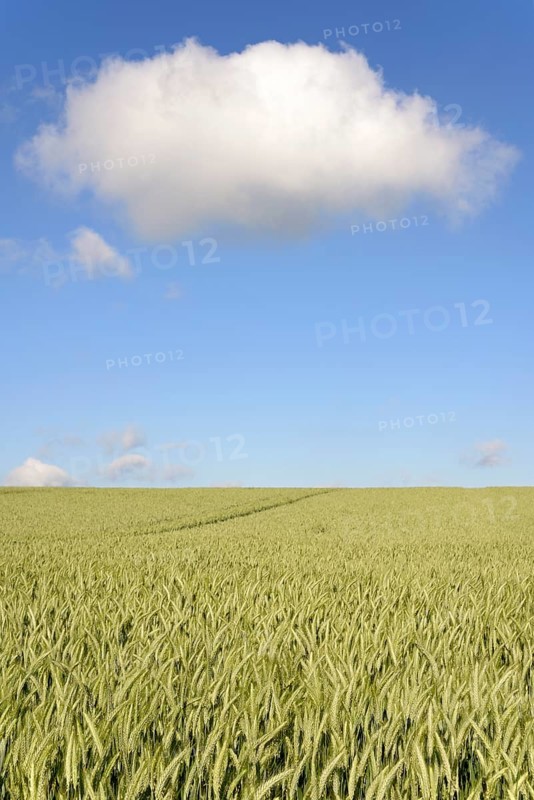 Grain field, unripe rye (Secale cereale), blue cloudy sky, North Rhine-Westphalia, Germany, Europe
