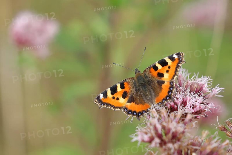 Small tortoiseshell (Aglais urticae), on common water aster (Asteraceae), Wilnsdorf, North Rhine-Westphalia, Germany, Europe