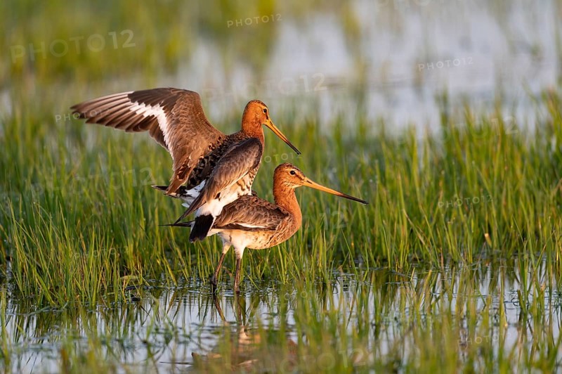 Black-tailed Godwit (Limosa limosa), mating, Ochsenmoor, Dümmerniederung, Diepholz County, Lower Saxony, Germany, Europe