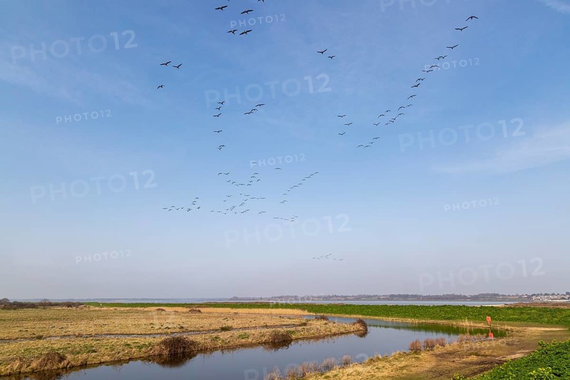 Flock of geese flying over coastal landscape, River Colne, East Mersea Flats, Mersea Island, Essex, England, UK