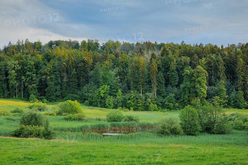 Boggy nature reserve near Uetzikon near Oetwil am See in the Zurich Oberland around Canton Zurich, Switzerland, Europe