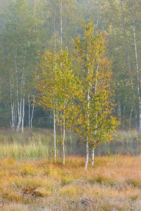 Autumn atmosphere with birch forest on the high moor near Les Ponts-de-Martel, Canton Neuchâtel, Switzerland, Europe
