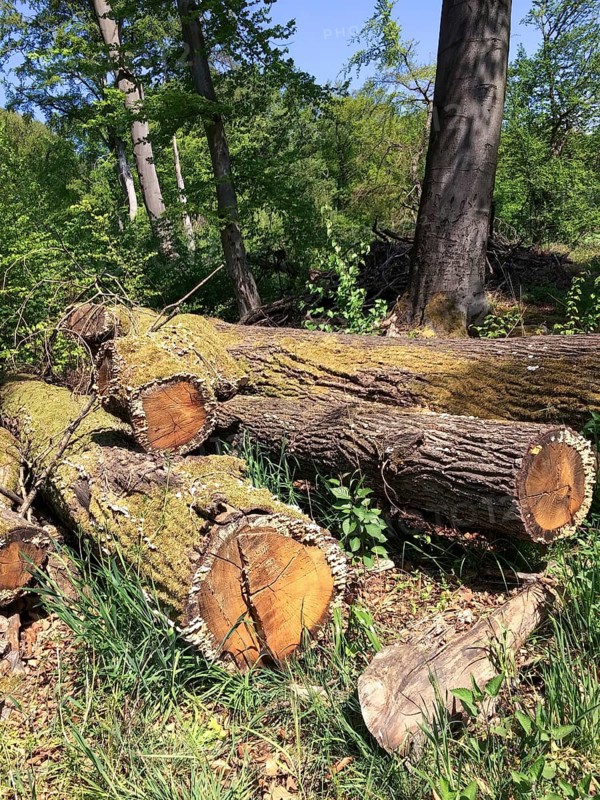 Old-growth deadwood overgrown with moss felled tree trunks lying in mixed forest, North Rhine-Westphalia, Germany, Europe
