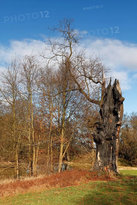 Deadwood oak after lightning strike, secondary habitat for beetles and woodpeckers, Middle Elbe Biosphere Reserve, Saxony-Anhalt, Germany, Europe