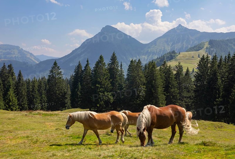 Mountain landscape, alpine meadow with Haflinger on the Feichtensteinalm, Hintersee, Osterhorngruppe, Salzkammergut, province of Salzburg, Austria, Europe