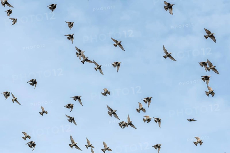 Common (Sturnus vulgaris) starlings fly together, in perfect symbiosis to protect themselves from enemies. Bas-Rhin, Collectivite europeenne d'Alsace, Grand Est, France, Europe