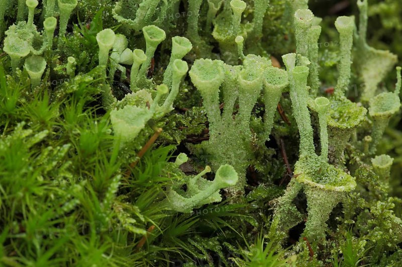 Cup lichen (Cladonia pyxidata), moss, group, detail, microcosm, macro, funnel-shaped, green, monochrome, cup lichen, Cladonia, Cladonia, crustose lichen, Teloschistaceae, crustose lichens, lichen, Teloschistales, fungus, tubular fungus, mushroom, Wiesbaden, Taunus, Hesse, Germany, Europe