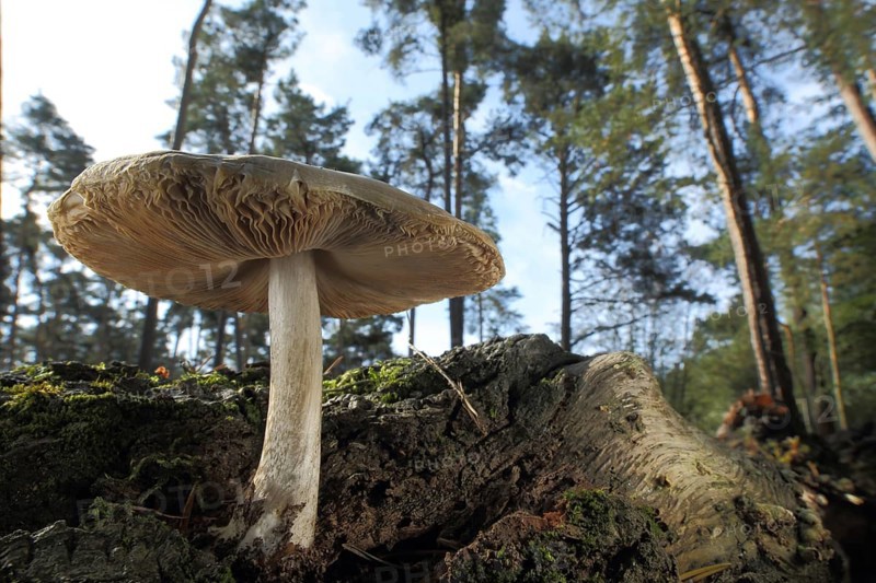 Deer brown roof mushroom (Pluteus cervinus) with view from below, forest, environment, deer brown roof mushroom, roof mushroom, roof mushroom, roof mushroom-like, Pluteaceae, leaf mushroom, leaf mushroom (Agaricales), stand mushroom, mushroom, Mönchbruch, Main, Frankfurt, Hesse, Germany, Europe
