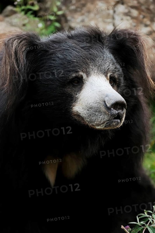 Sloth bear (Melursus ursinus), captive, occurring in South Asia
