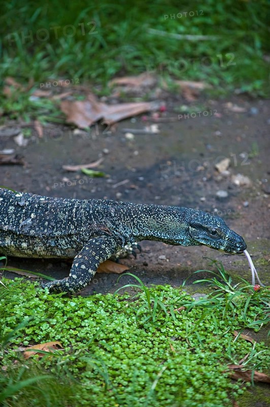 Lace monitor (Varanus varius), monitor lizard, animal, reptile, predator, fauna, Eastern Australia, Queensland, Australia, Oceania