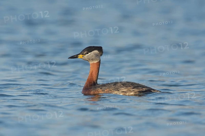 Red-necked grebe (Podiceps grisegena), swims in the water, Lake Neusiedl National Park, Burgenland, Austria, Europe